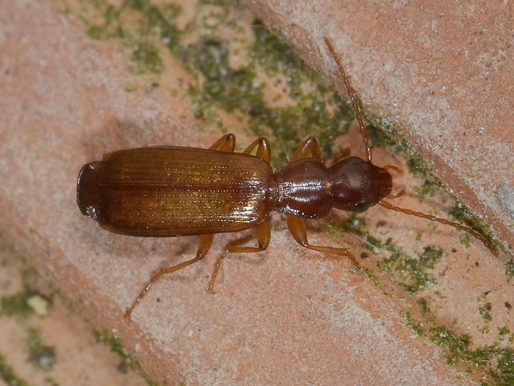 Paradromius linearis